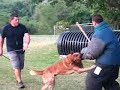 Belgian Malinois at Southernwind
