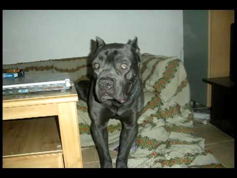 cane corso