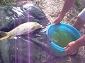 carpfishing comico in canale...seconda parte carpfishing comico in canale...seconda parte