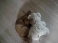Kittikatt