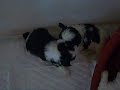My Shit-tzu babies