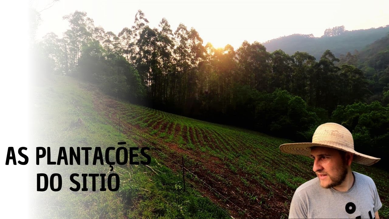 Tour Completo pelas Plantações do Sítio: Da Horta Orgânica ao Milho para Silagem ????????