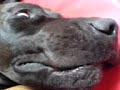unser deutsche dogge und ich