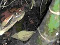 peligrosa anaconda que se come un ni�a en parque de la llovizna de venezuela en pto ordaz