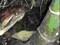 peligrosa anaconda que se come un ni�a en parque de la llovizna de venezuela en pto ordaz