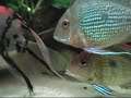 Geophagus Sp. Red Head Tapajos z małymi + Tamanaco