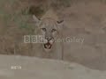 pumas - memories of another life