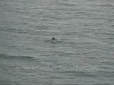 2008 (07) Alaska (Tufted Puffin) TATC