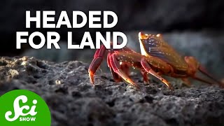 Crabs Keep Turning Into Land Animals!