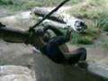 Zebra Farts