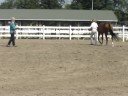 Talented Young Dressage Star