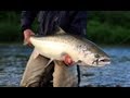 20lb Salmon on the Gaula-Norway HD