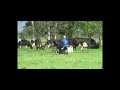 Checking Cows after Miking, Locking up Paddock & Checking Trough