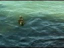 ?? Aikan schwimmt ?? Aikan schwimmt