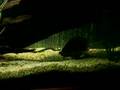 murray cod chews on yabbie, catfish watches