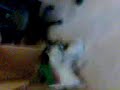 divix et doulite