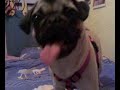 mi carlino carmen
