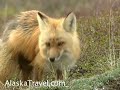Denali National Park Alaska