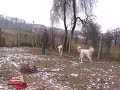 Astra i Bystra dwa piekne i dostojne podhalany.