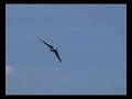 DH108 Swallow R/C model DH108 Swallow R/C model