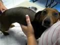 videos de Lacy getting a little better:)