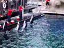 Dolphins in Vancouver Dolphins in Vancouver