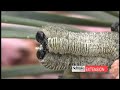 Basic Insect Identification