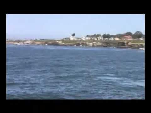 Mother and Calf Gray Whales