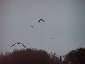 Red Kites &Buzzards etc flying &feeding at Gigrin Farm