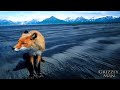 Grizzly Man Bear Attack