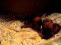 Mako X Halo_3.5 wks.MOV