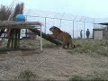 Lions and Tiger Get Habitat