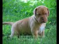 Les Chiens dangereux pour l'homme ? Les Chiens dangereux pour l'homme ?