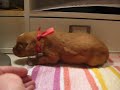 Daintree Duck Tollers- Chai at 10 days old