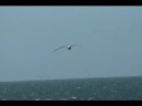 «Gaviotas en vuelo en Caleta Olivia»