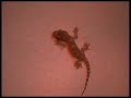 Geico Rep visits the house