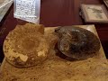 Museo Paleontologia en Delicias