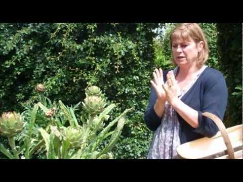 how to harvest artichoke