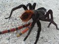 tarantula vs coralsnake tarantula vs coralsnake