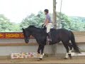 Stunning Black Canadian Cross Mare