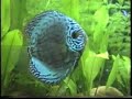 Peces disco comiendo dafnias (pulgas de agua) vivas en un acuario de 200 litros