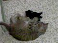 クロネコと
