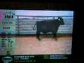 Cattle Auction