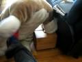 Hamov & friend 1