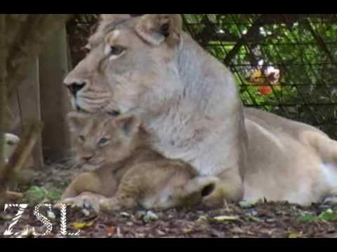 asian lion