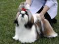 Shih Tzu video