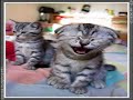 laughing  cat