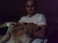 cannel my lion cub
