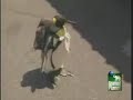 Pingouin approvisé Pingouin approvisé