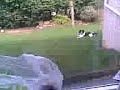 springer spaniel